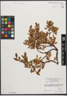 Foto von Salix waldsteiniana Willd.